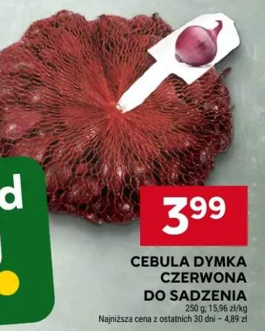 Cebula dymka czerwona do sadzenia