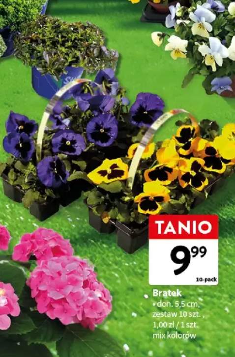 Bratek don. 5,5 cm, zestaw 10 szt., mix kolorów