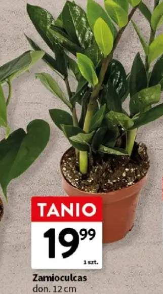 Roślina Zamioculcas don. 12cm