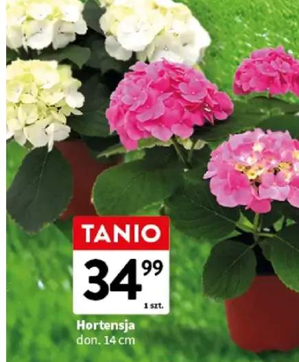 Hortensja don. 14 cm