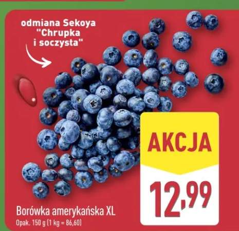 Borówka amerykańska XL