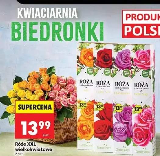 Róże XXL wielokwiatowe