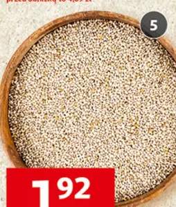 Nasiona chia - szałwia hiszpańska