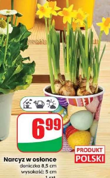 Narcyz w osłonce doniczka 8.5cm wysokość: 5cm