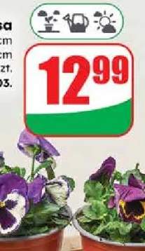 Bratek misia doniczka 17 cm wysokość: 5 cm