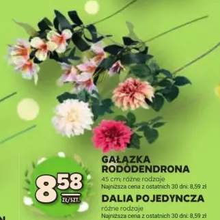 Dalia pojedyncza różne rodzaje