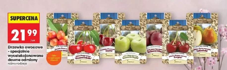 Drzewko owocowe specjalnie wyselekcjonowane dawne odmiany różne rodzaje