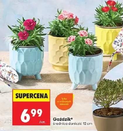 Goździk średnica doniczki 12 cm