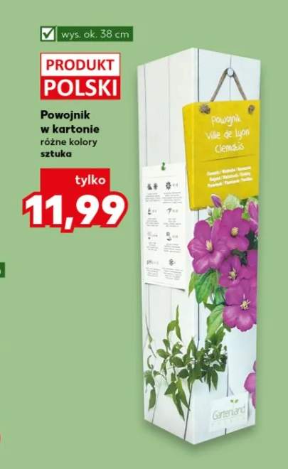 Powojnik w kartonie różne kolory sztuka