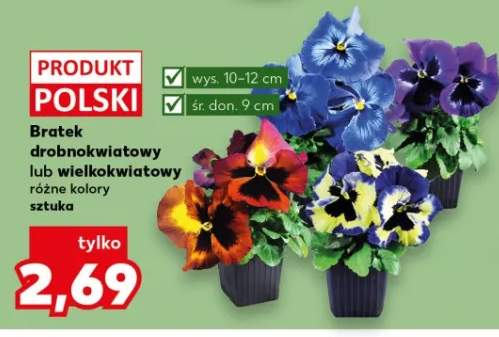 Bratek drobnokwiatowy lub wielkokwiatowy różne kolory sztuka