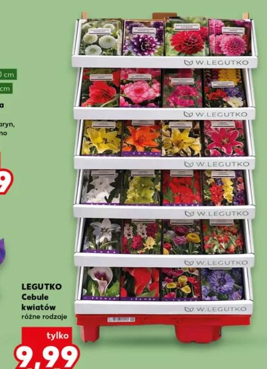 Cebule kwiatów różne rodzaje