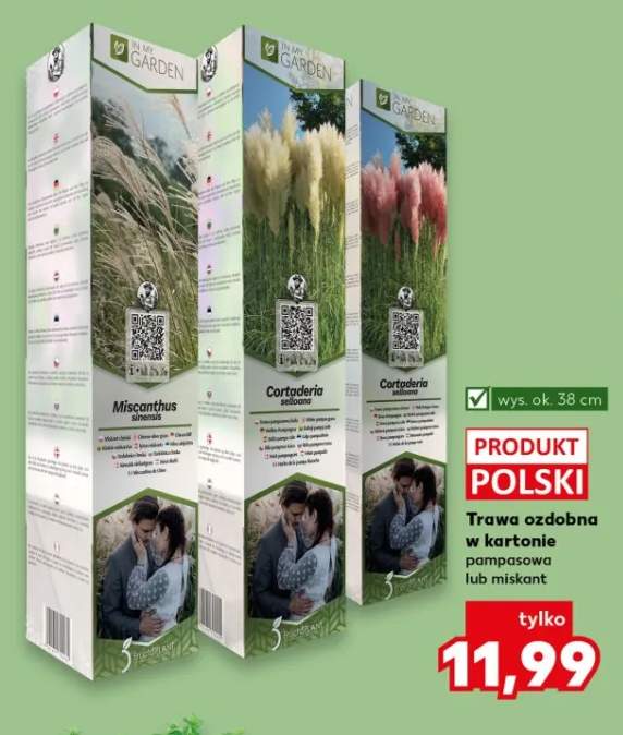 Trawa ozdobna w kartonie pampasowa lub miskant