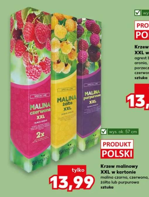 Krzew malinowy XXL w kartonie malina czarna, czerwona, żółta lub purpurowa