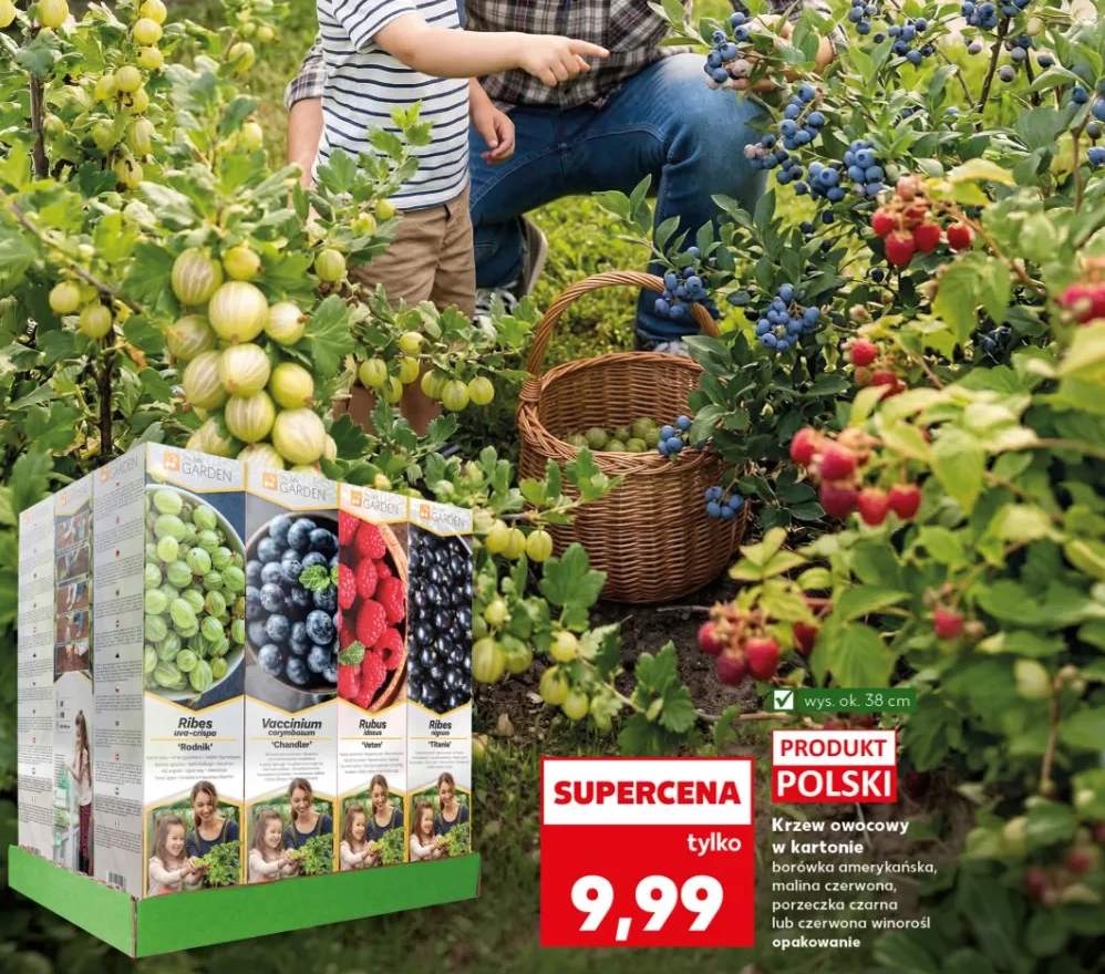 Krzew owocowy w kartonie borówka amerykańska, malina czerwona, porzeczka czarna lub czerwona winorośl