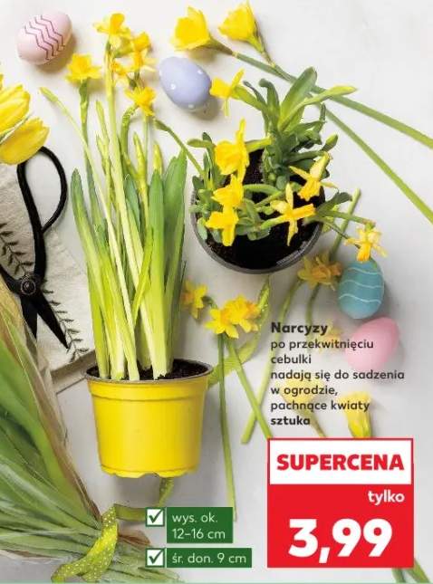 Narcyzy do przekwitniecia cebulki nadają się do sadzenia w ogrodzie, upiększące kwiaty
