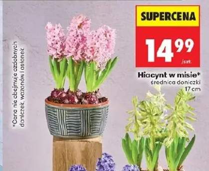 Hiacynt w misie średnica doniczki 17cm