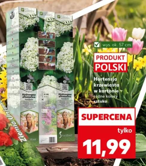 Hortensja krzewiatsa w kartonie różne koloty Lazuka