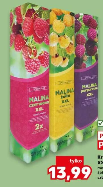 Krzew malinowy XXL w kartonie malina czarna, czerwona, żółta lub purpurowa