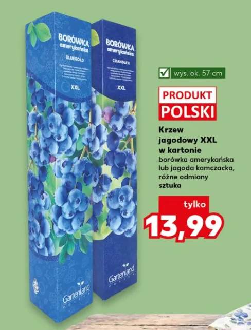 Krzew jagodowy XXL w kartonie borówka amerykańska lub jagoda kamczacka