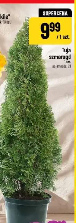 Tuja szmaragdowa