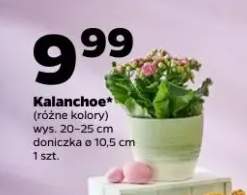 Kalanchoe