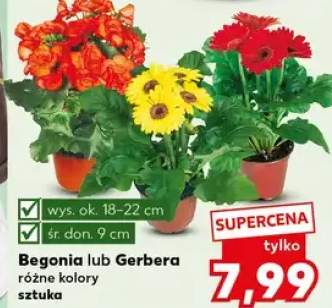 Begonia lub Gerbera różne kolory sztuka