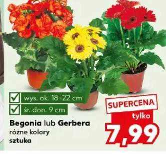 Begonia lub Gerbera różne kolory