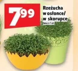 Rzeżucha w osłonce/w skorupce