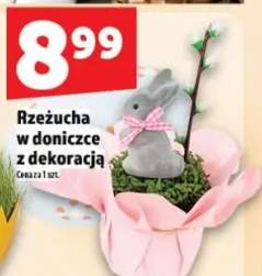 Rzeżucha w doniczce z dekoracją