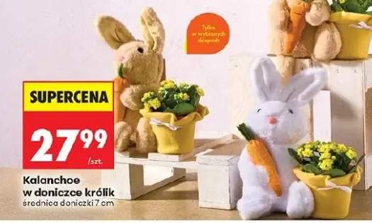 Kalanchoe w doniczce królik