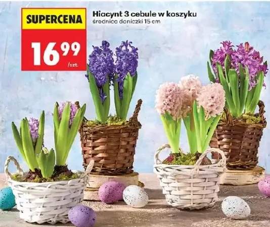 Hiacynt 3 cebule w koszyku