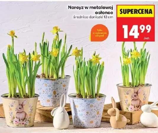 Narcyz w metalowej osłonce