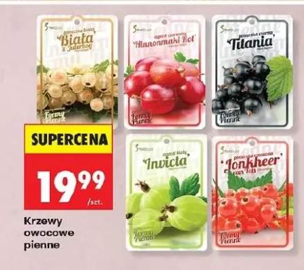 Drzewa owocowe pienne - biała z jabłka