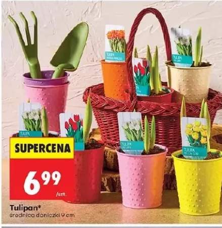 Tulipan