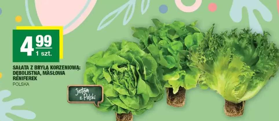 Sałata z bryłą korzeniową: dębolistna, masłowa, réniferek