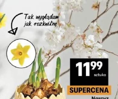 Narcyz w doniczce ceramicznej skorupka