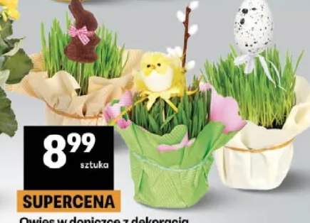 Owies w doniczce z dekoracją