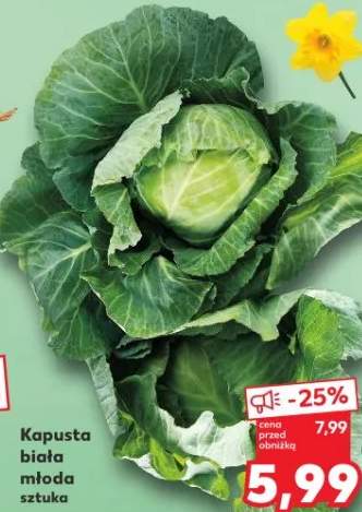 Kapusta biała młoda