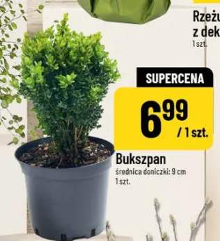 Bukszpan średnica doniczki: 9 cm