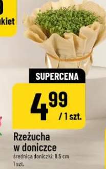 Rzeżucha w doniczce średnica doniczki: 8.5 cm