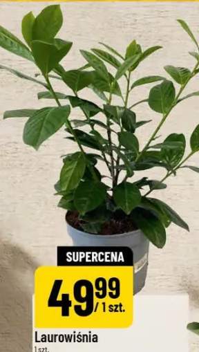 Krzewy owocowe wybrane rodzaje