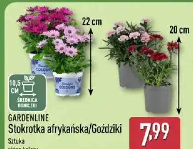 Stokrotka afrykańska/gożdziki