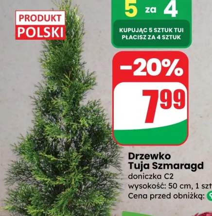 Drzewko Tuja Szmaragd doniczka C2 wysokość: 50 cm