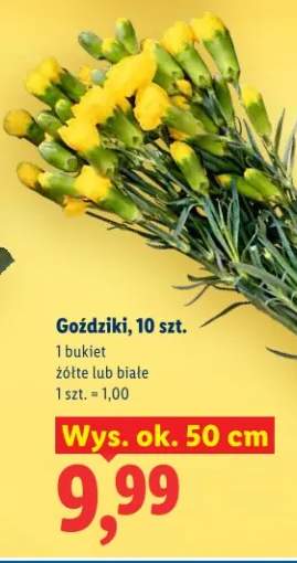 Goździki wys. ok. 50 cm żółte lub białe