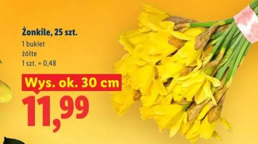 Żonkile wys. ok. 30 cm