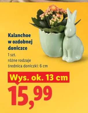 Kalanchoe w ozdobnej doniczce różne rodzaje