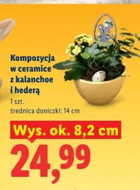 Kompozycja w ceramice z kalanchoe i hederą