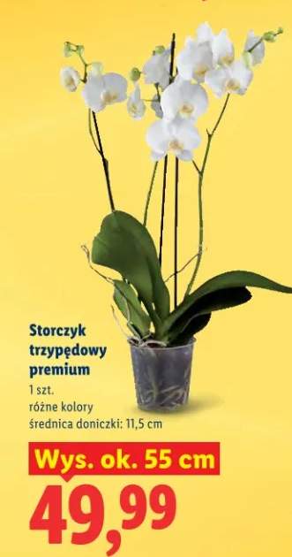Storczyk trzypędowy premium
