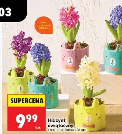 Hiacynt świąteczny w doniczce średnica 6cm