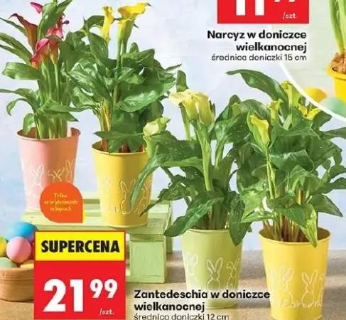 Zantedeschia w doniczce wielkanocnej
